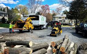 How Our Tree Care Process Works  in  Baldwin, MI