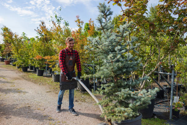 Professional Tree Services in Baldwin, MI